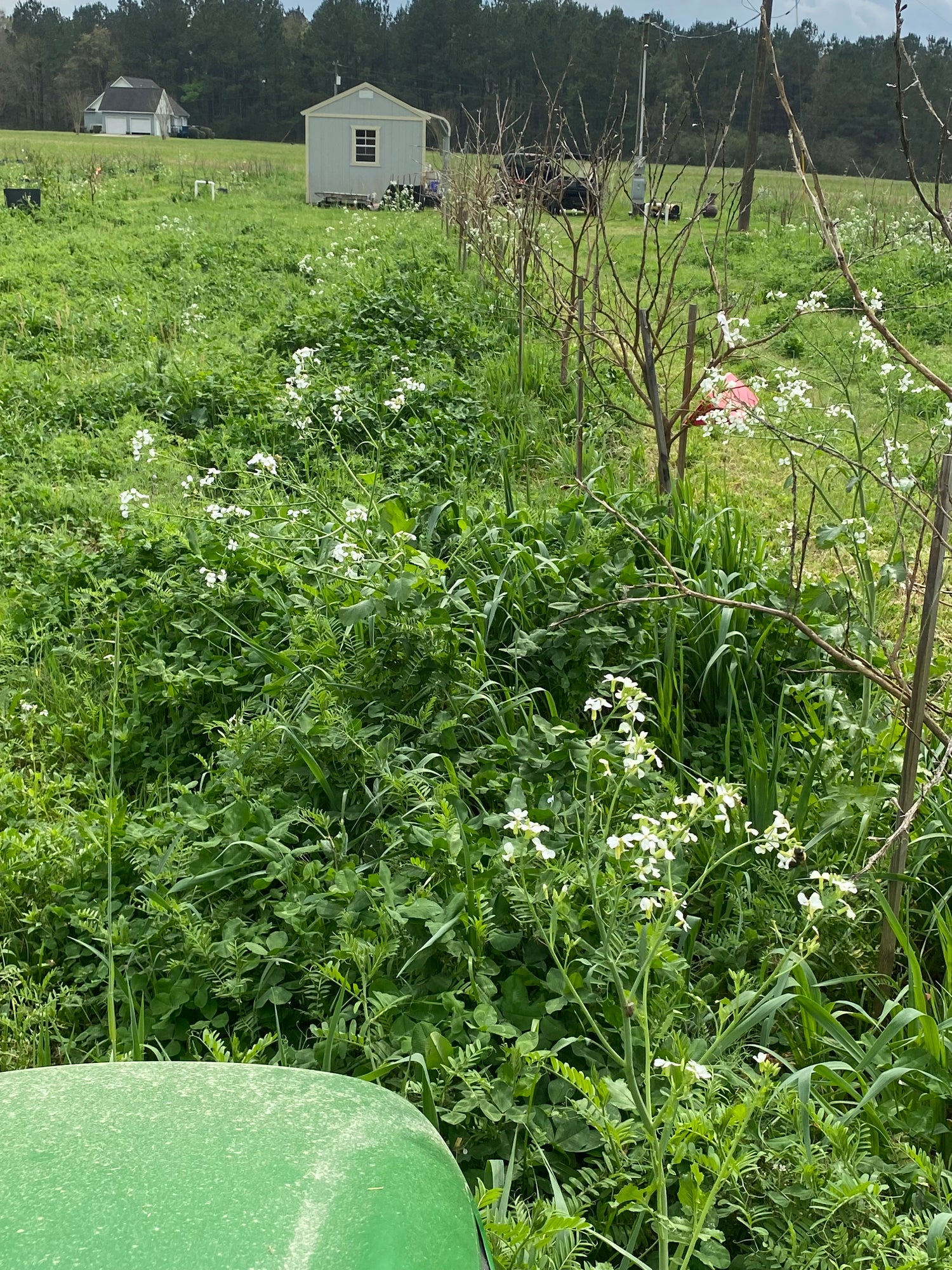 ten species cover crop seed mix