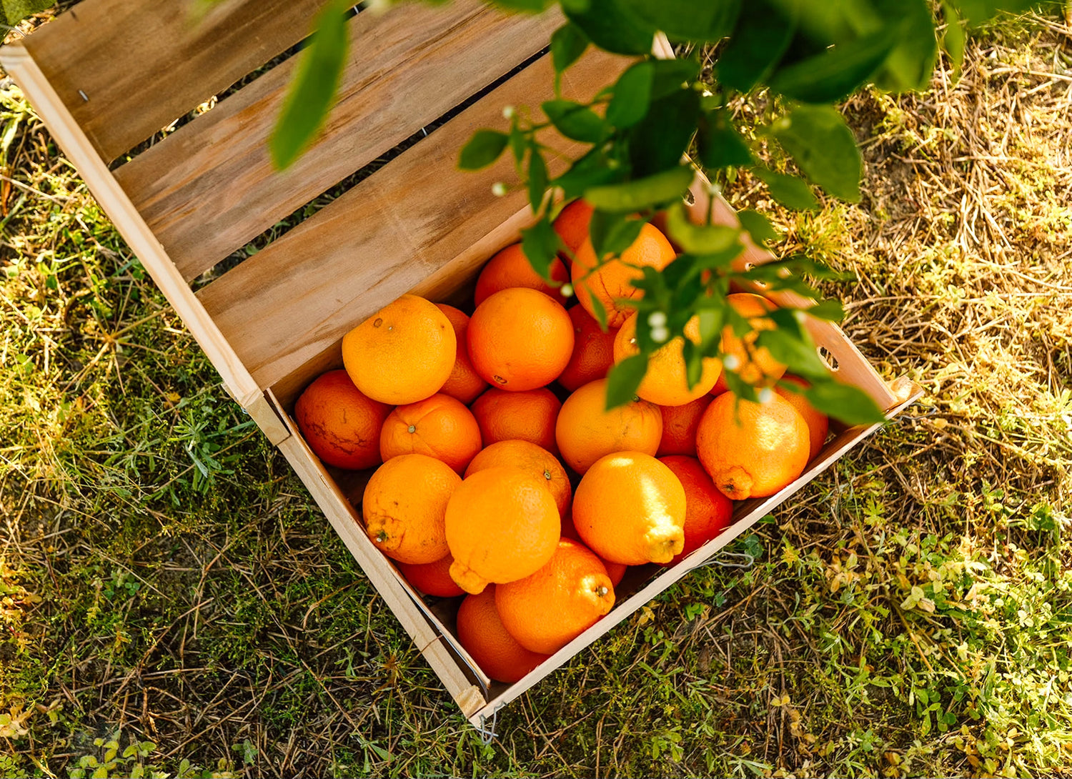 Where Has All the Flavor Gone?