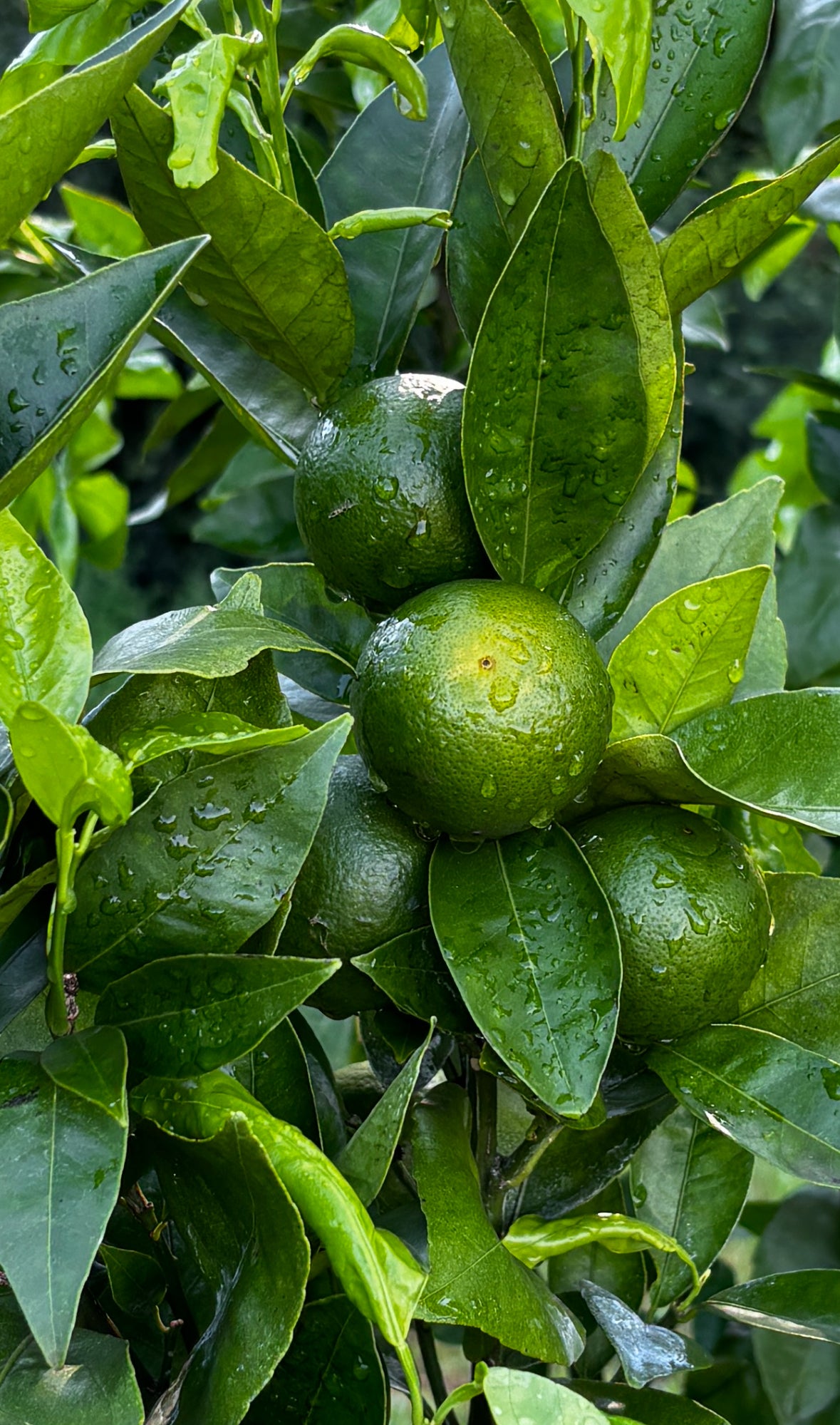 Persian Lime