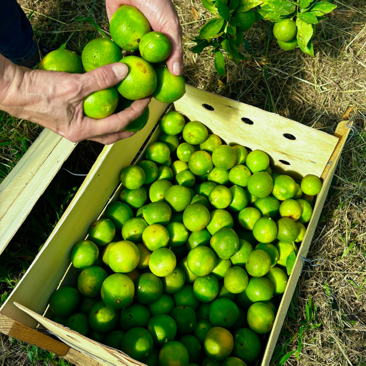 Rangpur Lime