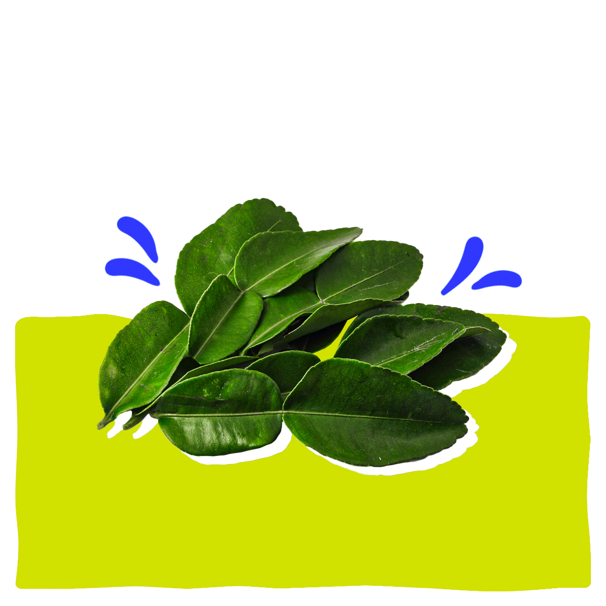 Kaffir Lime Leaves