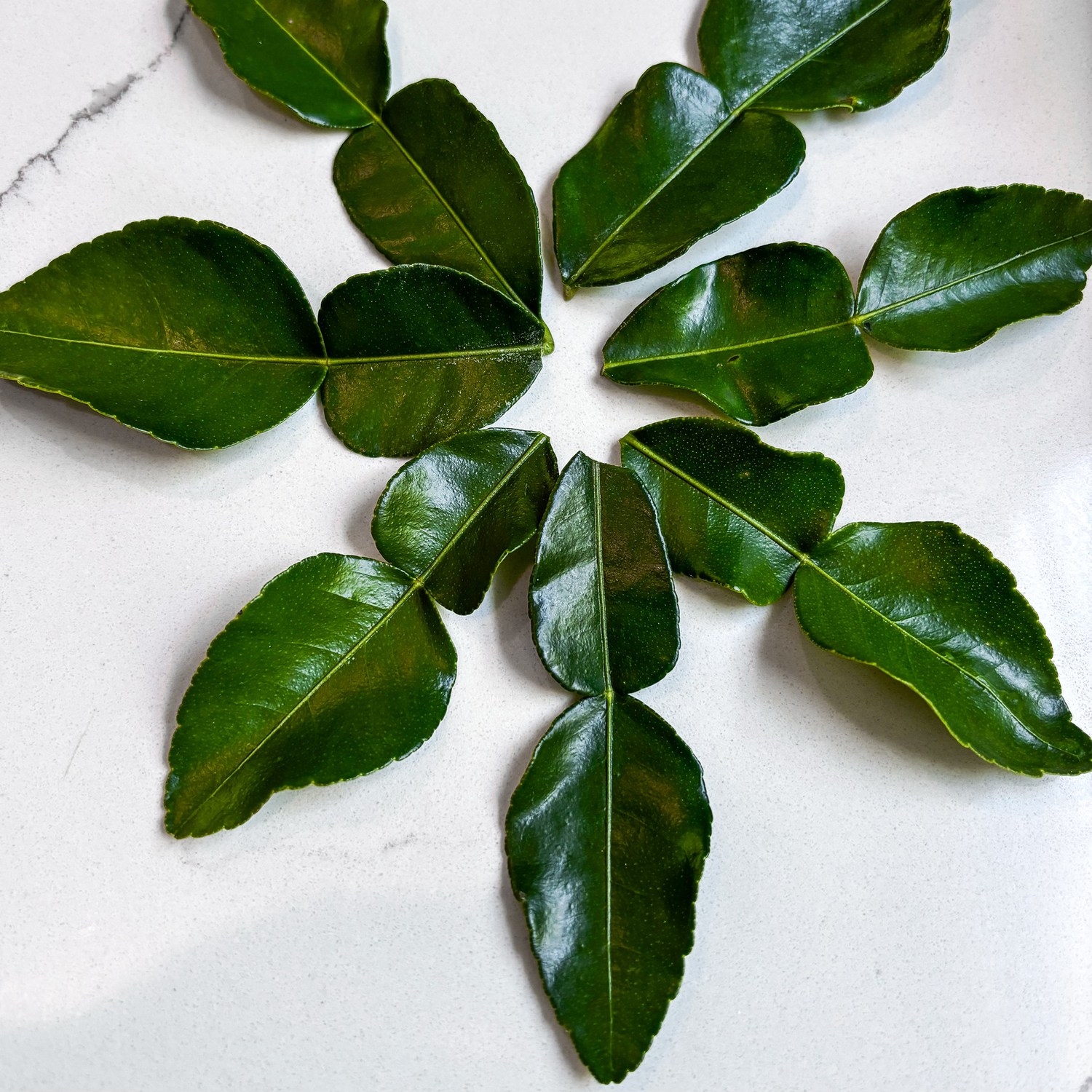 Kaffir Lime Leaves