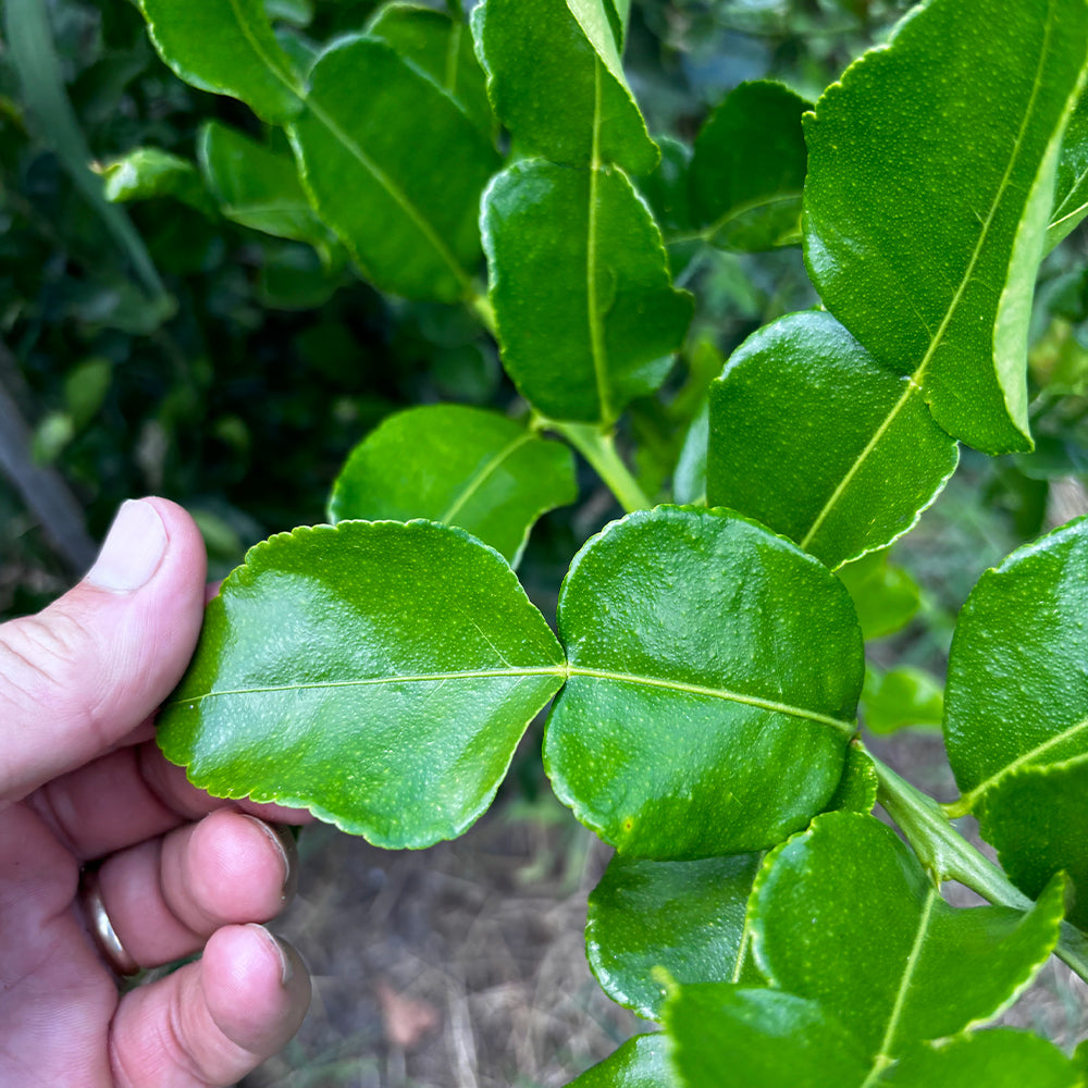 Kaffir Lime Leaves