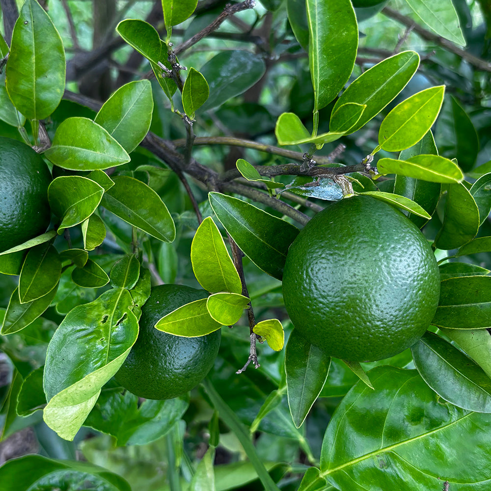 Persian Lime