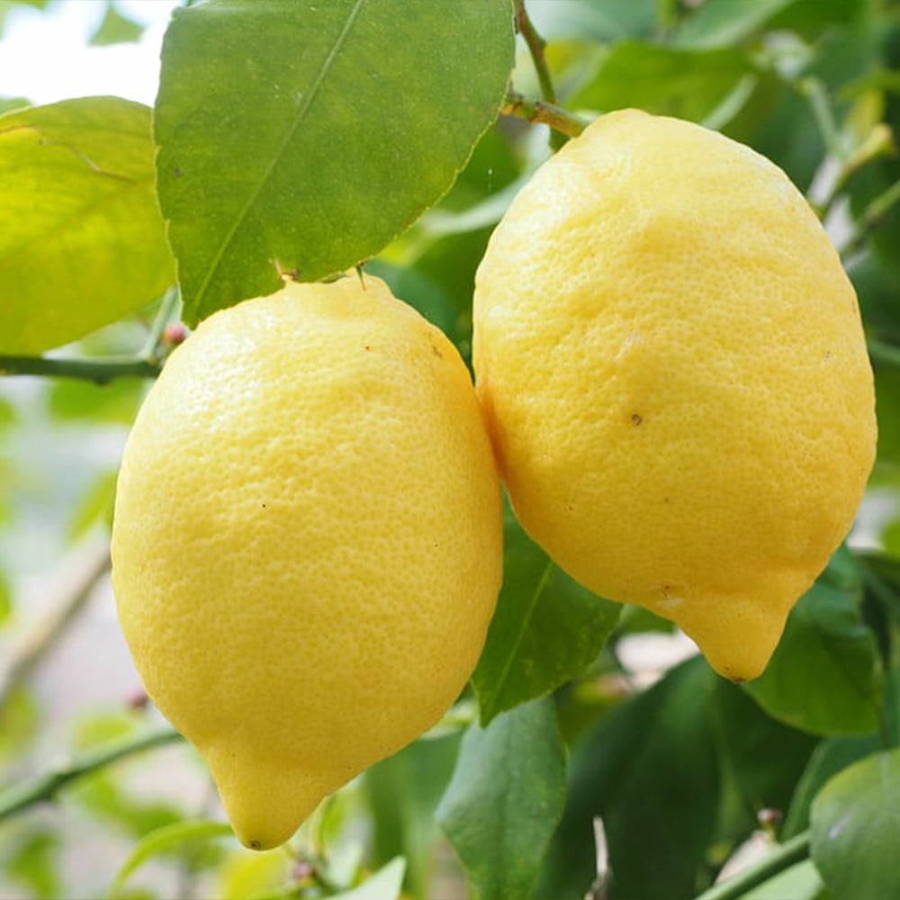 Lemon